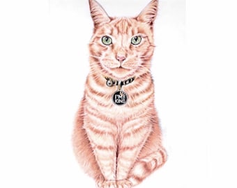 Beautiful Pet Drawing, Custom portrait, Original pet hand drawing, Coloured Pencils pet drawing, Cat / dog / pet original drawing