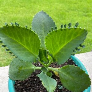 Kalanchoe Rare Mother of Millions Succulent