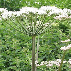 Angelica Plant, 2.5 Inch Pot