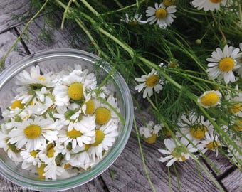 Live Chamomile Plant, Fragrant Roman Herb, 3.25 or 4.25 Inch Pot
