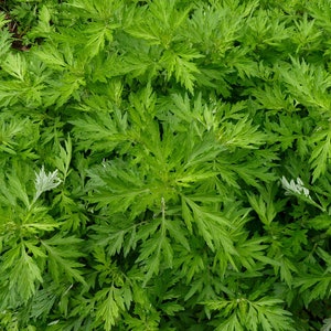 Mugwort Plant