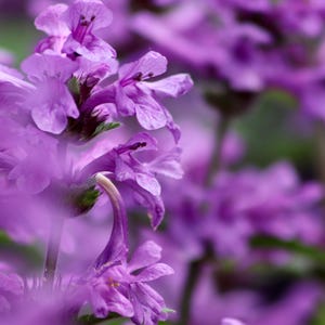 Dormant Betony Plant, 3.5 Inch Pot- Stachys officinalis - Traditional Woodland Perennial Herb