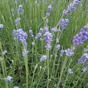 May include: Close-up of a field of lavender plants. The image shows numerous stalks of green stems with clusters of small, purple flowers. The flowers are in focus, while the background is slightly blurred, creating a sense of depth.