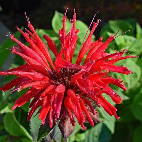 Scarlet Bee Balm Plant (Monarda didyma) 2.5 Inch Pot