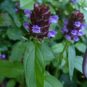 Self Heal Live Plant (Prunella Vulgaris), 3.5 Inch Pot, Organic Potting Mix