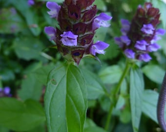 Self Heal Live Plant (Prunella Vulgaris), 2.5 or 3.5 Inch Pot, Organic Potting Mix