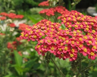 Rubra Yarrow Plant