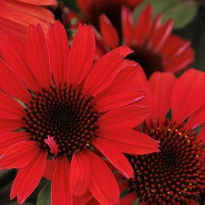 May include: Close-up of vibrant red coneflower blossoms with dark centers. The petals are a rich, saturated red, and the centers are a deep, almost black color. The flowers are in full bloom, showcasing their intricate details.