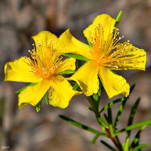 Dormant St. John’s Wort Herb Plant in 3.5 Inch Pot – Bright Yellow Flowering Perennial