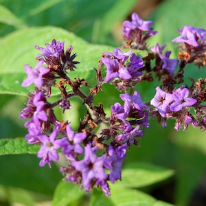 May include: Close-up of a cluster of small, vibrant purple flowers with star-shaped petals. The flowers are in full bloom, surrounded by bright green leaves. The image is well-lit, highlighting the details of the plant.