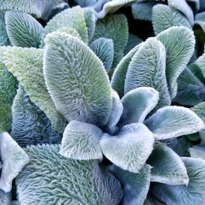 Lamb's Ear Plant, Quart Pot - Organic Potting Mix- Drought tolerant Perennial