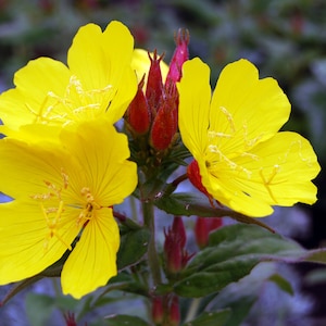 May include: Close-up of vibrant yellow evening primrose flowers in full bloom. The petals are delicate and textured, with prominent stamens. Red buds and green leaves provide contrast against a blurred background.