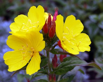 Evening Primrose Live Plant, 3.5 Inch Pot