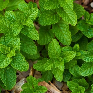 May include: Close-up of vibrant green mint leaves. The leaves have a textured surface and are arranged densely, creating a lush, natural pattern. The image captures the freshness and detail of the plant, ideal for culinary or gardening themes.