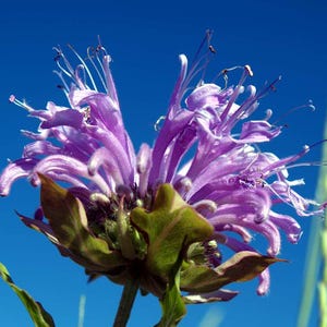 May include: Close-up of a purple bee balm flower against a bright blue sky. The flower has delicate, spiky petals and green leaves. The image highlights the flower's intricate details and natural beauty.