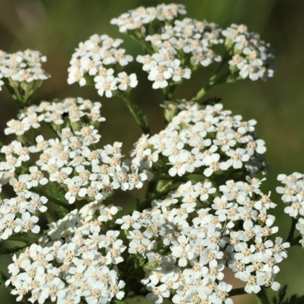 Yarrow Live Plant, 2.5 Inch Pot