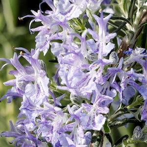 May include: A cluster of small, delicate rosemary flowers in shades of pale lavender and white with purple-spotted petals. The blossoms are arranged along thin, woody stems accompanied by narrow, dark green, needle-like leaves in a dense formation.