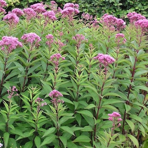 May include: A field of Joe-Pye weed plants with vibrant pink flower clusters atop tall, green stalks. The leaves are a deep green, creating a lush backdrop for the blooms. The image showcases a natural, botanical scene.