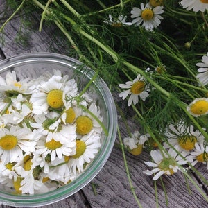 May include: A clear glass bowl filled with white daisy flowers with yellow centers. A bundle of fresh daisies with green stems and leaves sits beside the bowl on a weathered wooden surface. The image has a natural, rustic aesthetic.