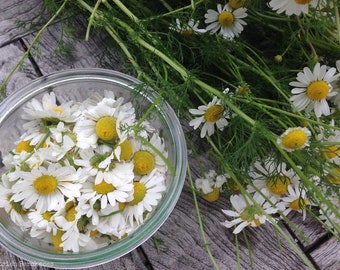 Chamomile Live Plant, Organic Potting Mix,  3.25 Inch Pot or 4.25 Inch Pot