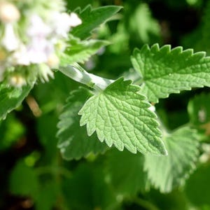 May include: Close-up of a green plant with serrated leaves and white flowers. The leaves have a textured surface and are a vibrant green color. The background is blurred, with other green foliage.