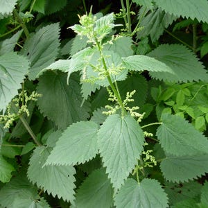 May include: Close-up of a plant with large, serrated green leaves and small, light green flowers. The leaves have a textured appearance, and the plant is surrounded by other green foliage.