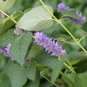 Anise Hyssop Plant - Agastache foeniculum - Live Herb - 3.5&quot; Potted, Organic potting mix
