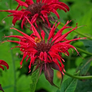 May include: Close-up of vibrant red bee balm flowers in full bloom. The flowers have a unique, spiky appearance with long, slender petals. The dark brown center contrasts with the bright red, set against a backdrop of green foliage.