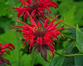Scarlet Bee Balm Plant – Monarda didyma – 3.25” Pot – Zones 4–9