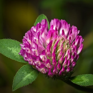 May include: Close-up of a vibrant red clover flower with a dense, rounded bloom. The flower's petals are a deep magenta, with hints of white at the tips. Three green leaves with lighter markings are visible.