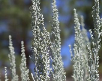 White Sagebrush Plant - Native Western Shrub - 3.25" Potted