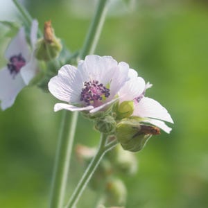 May include: Close-up of delicate white flowers with purple centers and green buds. The petals are soft and slightly ruffled, with a hint of pink. The background is a soft, blurred green, creating a natural and serene scene.