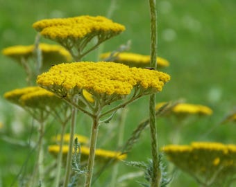 Könnte beinhalten: Nahaufnahme von leuchtend gelben Schafgarbenblüten. Die Blüten haben eine flache, schirmartige Form und sind dicht mit winzigen Blüten gefüllt. Grüne Stiele und Blätter vor einem verschwommenen grünen Hintergrund.