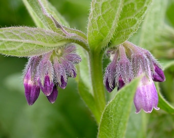 Comfrey Plant (Symphytum Officinale) 2.5 Inch Pot