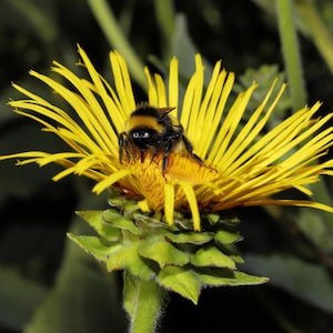 Dormant Elecampane Live Plant, 3.5 Inch Pot, Organic Potting Mix, Hardy Perennial