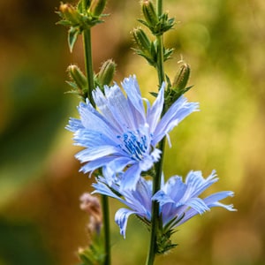 May include: Close-up of a chicory plant with vibrant blue flowers and green stems. The delicate petals of the flowers are a soft blue, with darker blue veins. The background is a blurred mix of green and yellow.