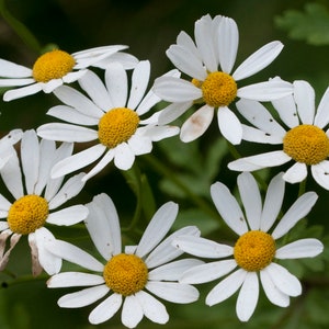 Feverfew Live Plant, 2.5 Inch Pot