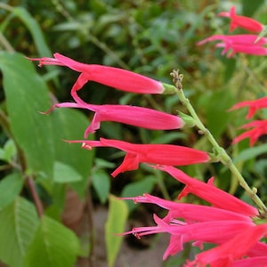 May include: Close-up of vibrant red flowers with long, tubular petals and delicate stamens. The flowers are clustered on a green stem, set against a backdrop of lush green foliage. The image captures the beauty of nature.