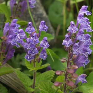 May include: Close-up of purple wildflowers with white speckled patterns. The flowers are in full bloom, with green leaves and stems. The image captures the natural beauty of the plant.