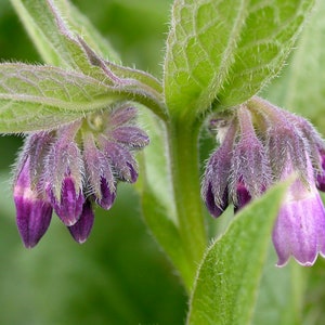 Comfrey Plant (Symphytum Officinale), 3.5 Inch Pot