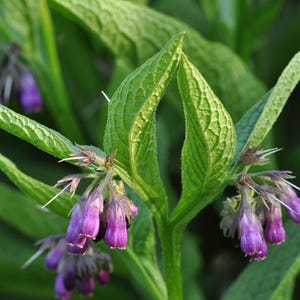 Dormant Comfrey Plant (Symphytum Officinale), 3.5 Inch Pot Live Plant, Organic Potting Mix