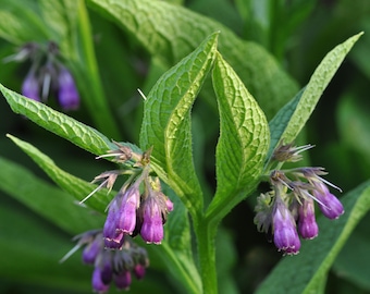 Comfrey Plant (Symphytum Officinale), 3.25 Inch Pot Live Plant, Organic Potting Mix