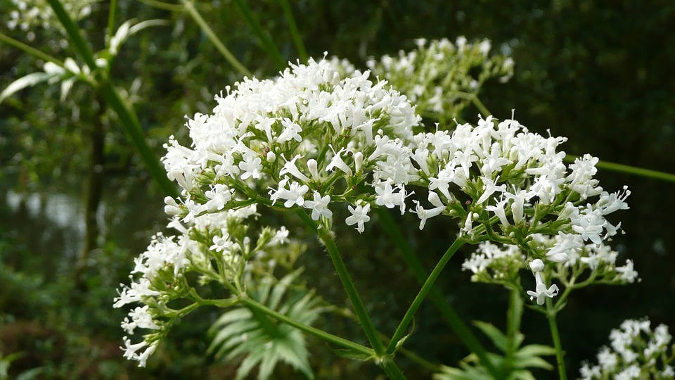 Valerian Live Plant