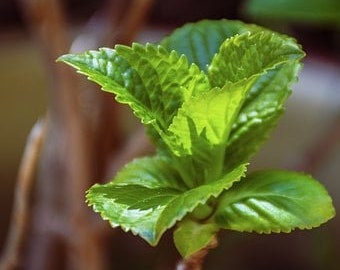 Mint Herbs Etsy Mint Herbs Etsy