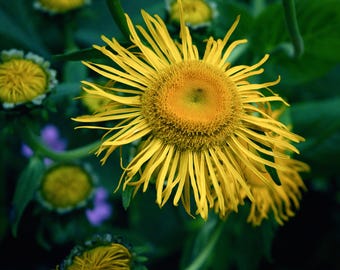 Elecampane Live Plant, 3.25 Inch Pot, Organic Potting Mix, Hardy Perennial