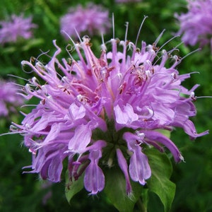 Wild Bergamot Plant