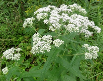 Boneset Live Plant: Native North American Perennial (3.25 inch pot)