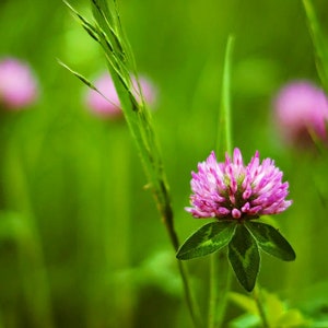 Red Clover Tincture, 1 oz bottle