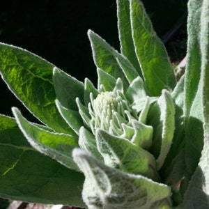 May include: Close-up of a green plant with large, textured leaves and a central cluster of tightly packed, light green buds. The leaves have a soft, fuzzy texture and are edged with a white, downy material. The plant is in bright sunlight.