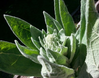 Mullein Live Plant, 3.25 Inch Pot, Organic Potting Mix, Starter for Herb Garden